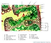 04_Ammophila-2 x250_labels.jpg